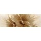 DECOR TRESOR INSERTO FIORI BEIGE 25X76 DECOR TRESOR INSERTO FIORI BEIGE 25X76